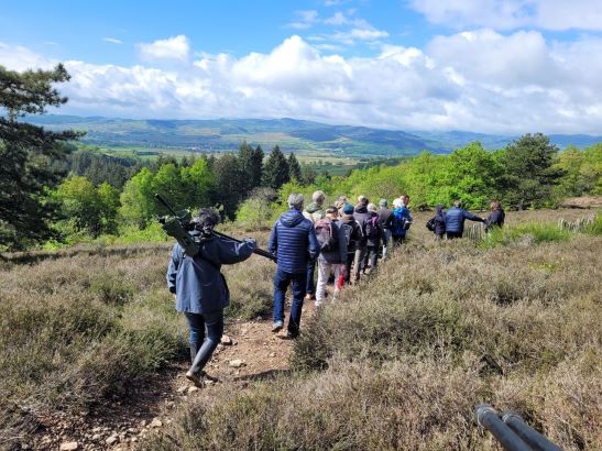 À la découverte des Engoulevents d’Europe à la Lande de Nancelle